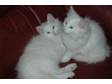 Pedigree Norwegian Forest Two Boys No Problem with....