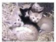 * Farm Bred Kittens *. Farm Bred Kittens,  !!!Extremely....