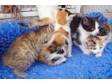 Kittens Ready Now. Adorable and colourful playmates just....
