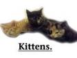 Kittens For Sale. Farm Bred Kittens,  !!!Extremely....