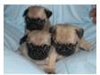 Pug Puppies. Three beautiful little female, Fawn with....