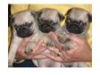 Pug Puppies. Three beautiful little chunky female pug....