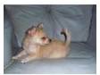 chihuahua. Long coat male, champagne coloured 6 months....