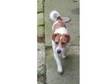 Jack Russel Male. Jack Rusell Male,  18 Months Old,  Wire....