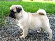 PUG PUPPIES AVAILABLE FOR FREE ADOPTION